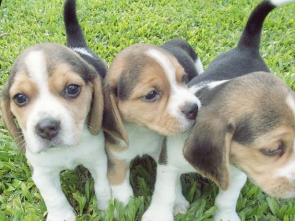 Beagle Lindos Filhotes!!!