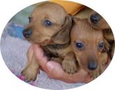 Basset/Teckel/Dachshund Lindos Filhotes!!!